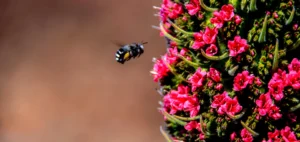 Primavera en Tenerife Vacaciones Abril Mayo y Junio