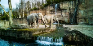 Loro Parque en el Puerto de la Cruz el mejor parque Zoológico de Tenerife: Reseñas y Opiniones