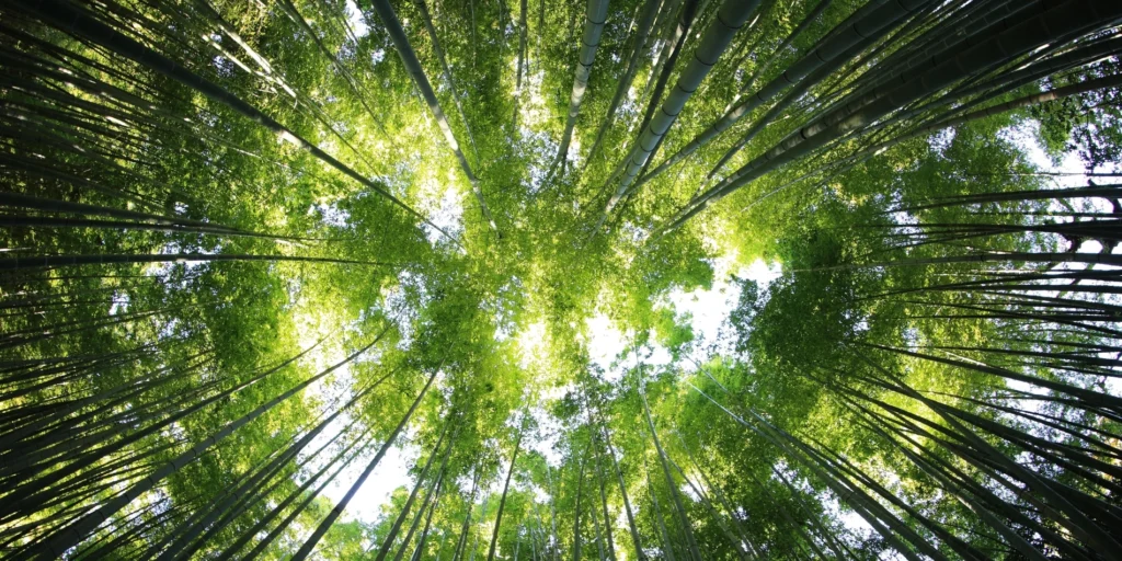 Jardin Botánico en el Puerto de la Cruz: precios, horarios y cómo llegar