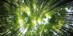 Jardin Botánico en el Puerto de la Cruz: precios, horarios y cómo llegar