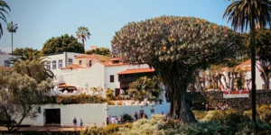 visitar el drago milenario de Tenerife norte