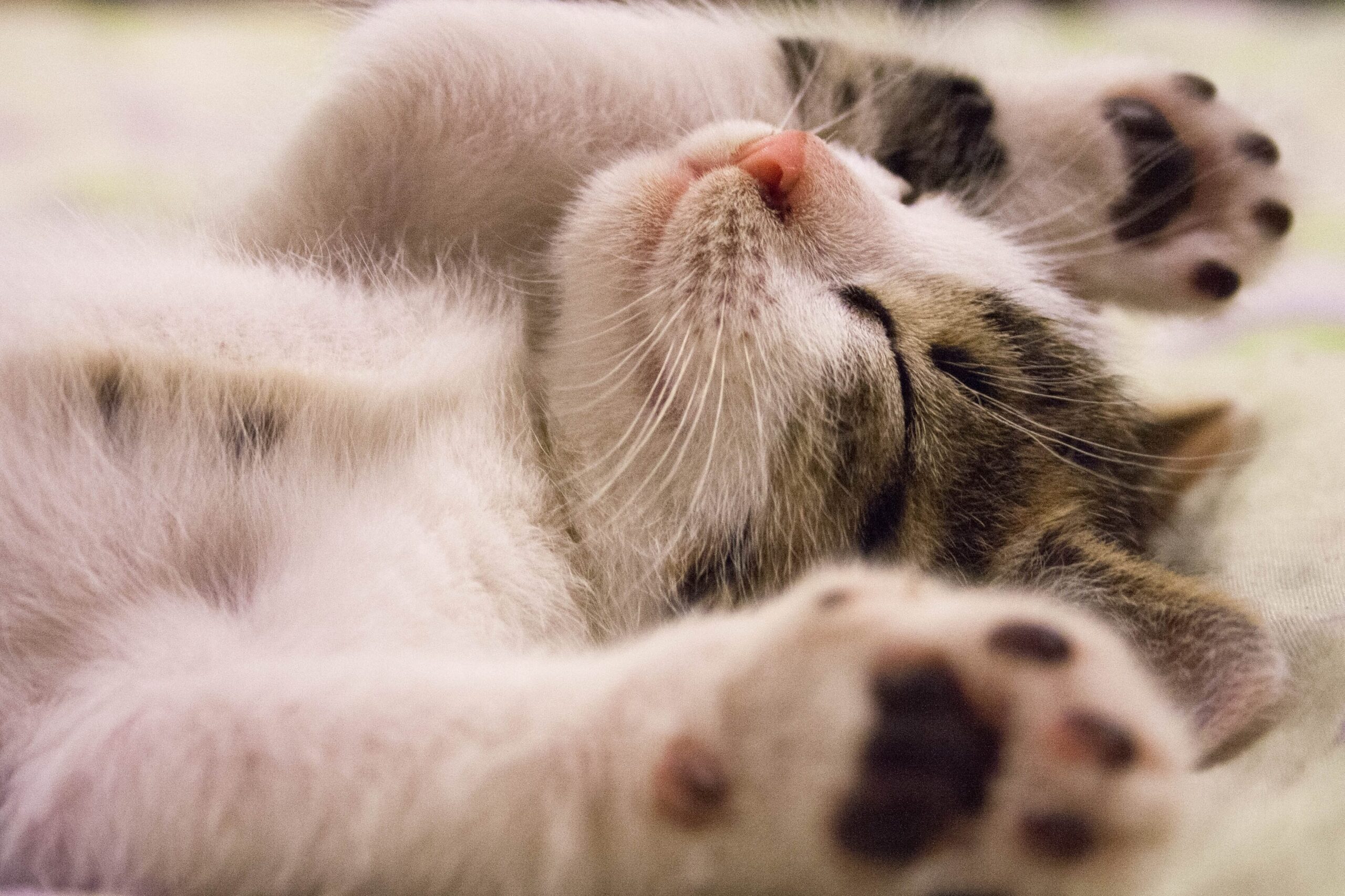 adoptar un gato en tenerife