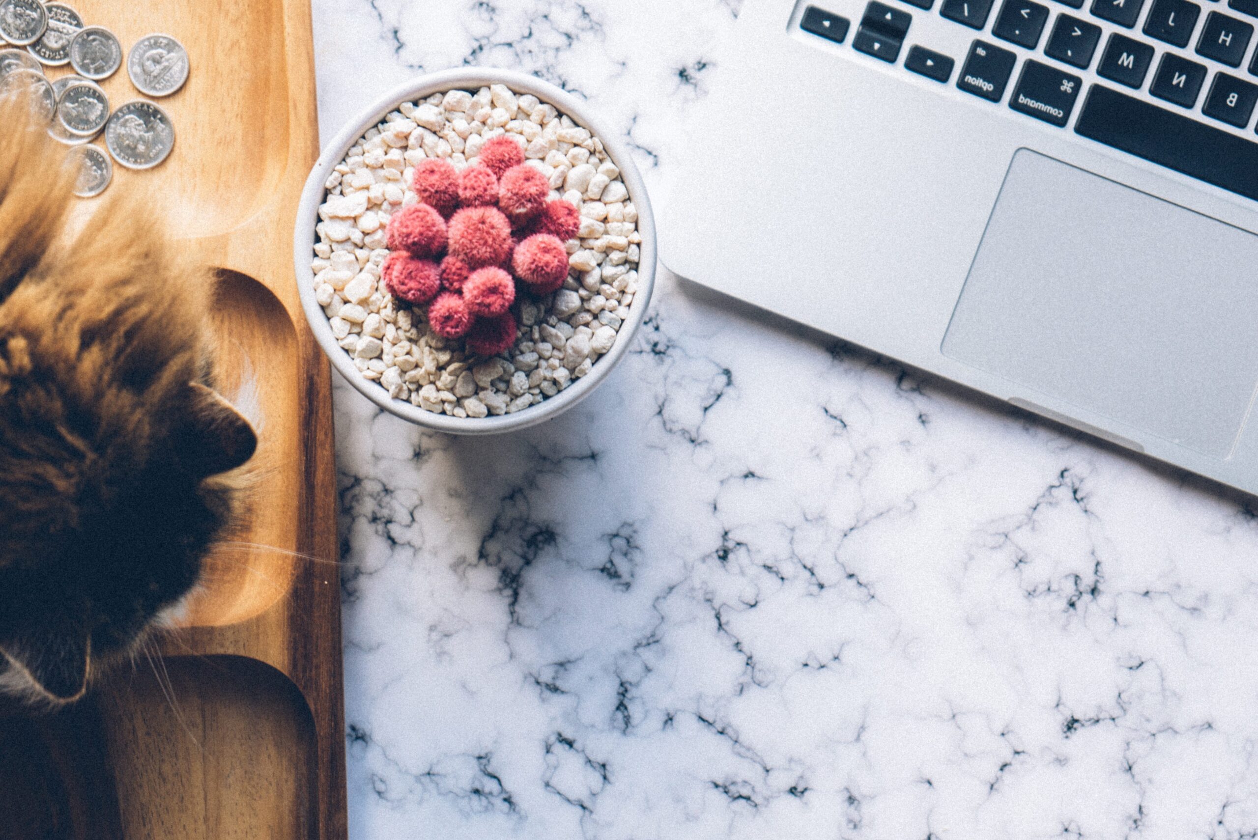 coleccionistas de monedas en tenerife