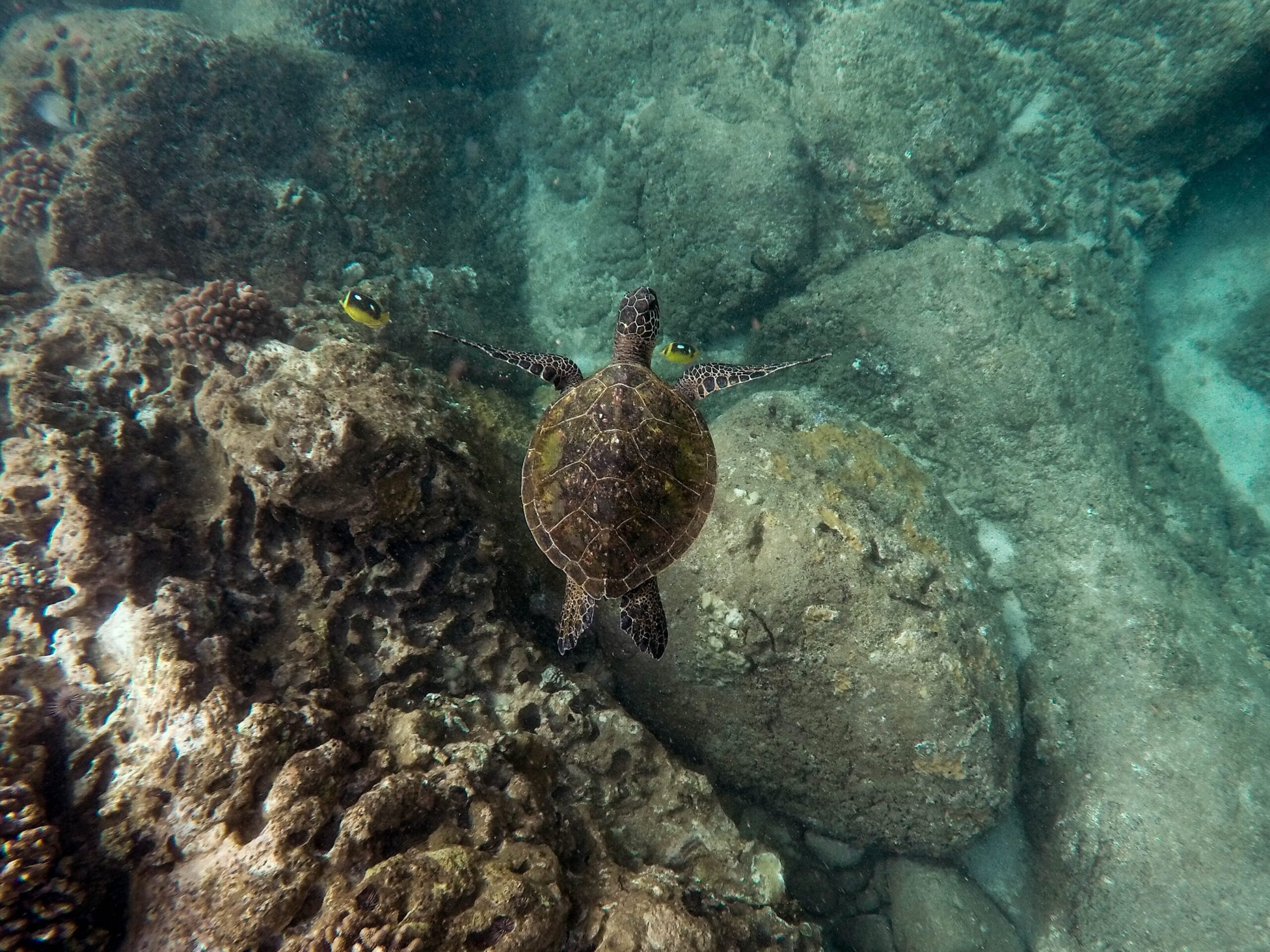 como hacerse socio del club nautico de tenerife