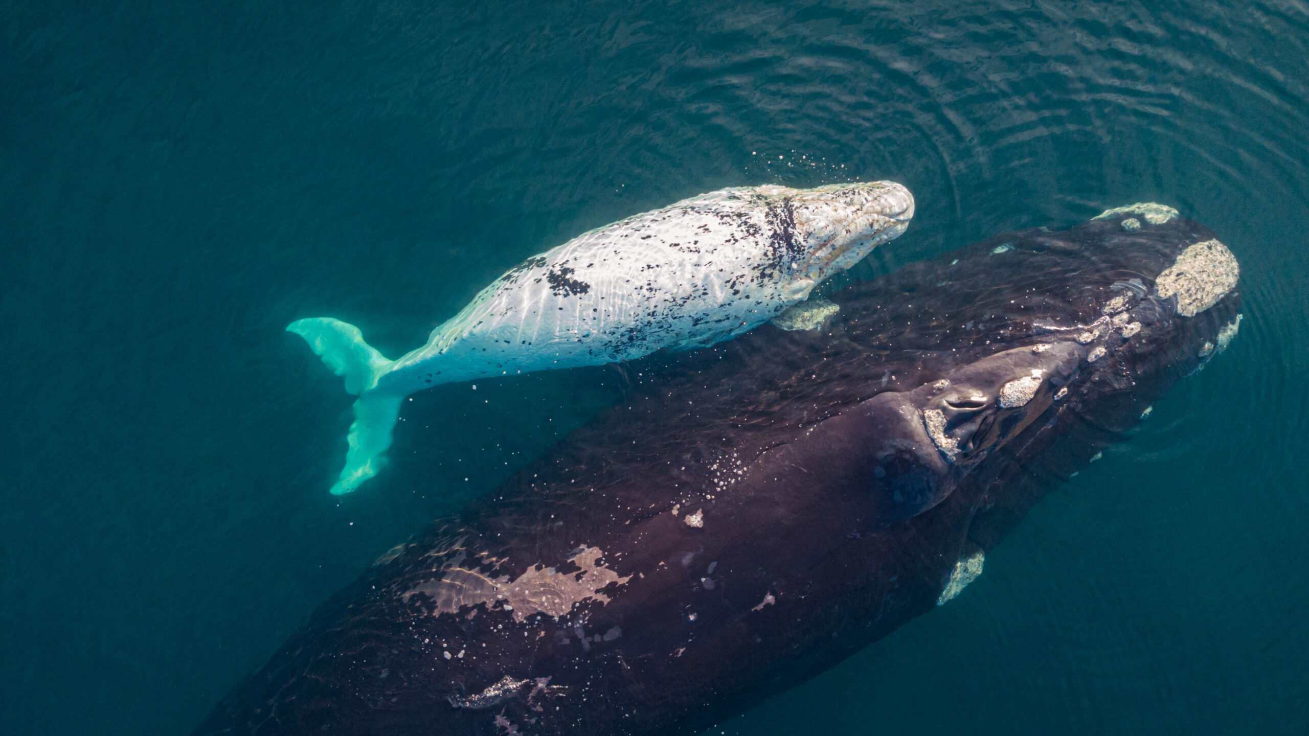 el club nautico de tenerife