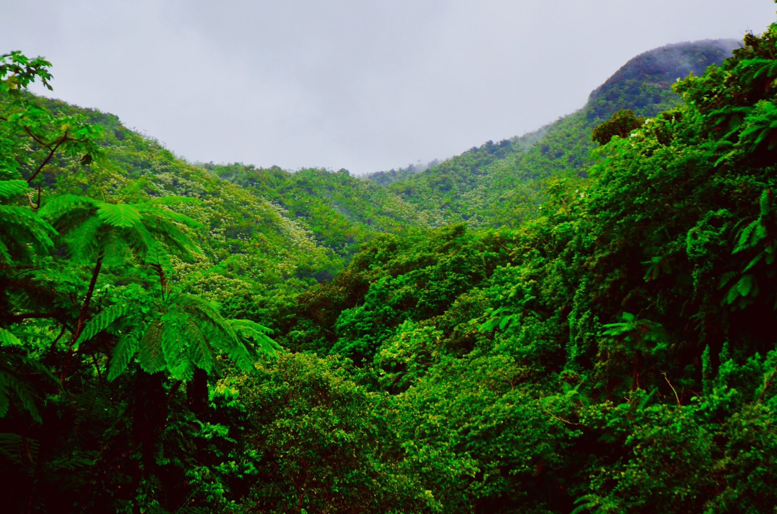 el consulado venezolano en tenerife