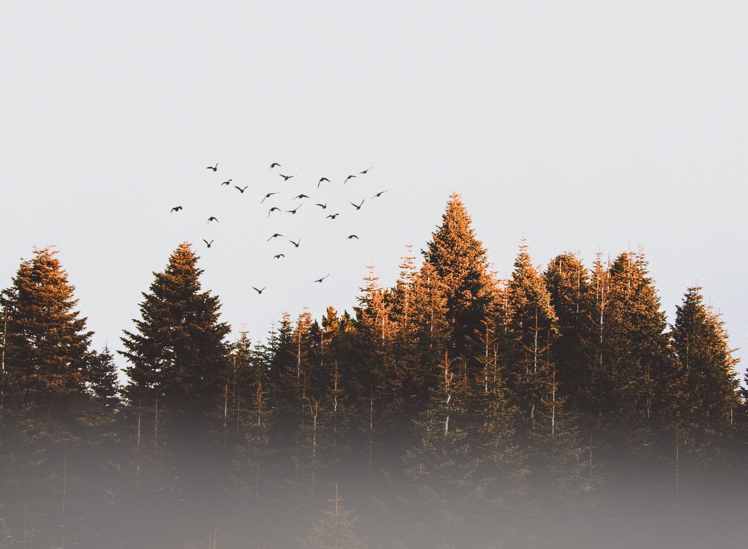el mejor amanecer esta en tenerife