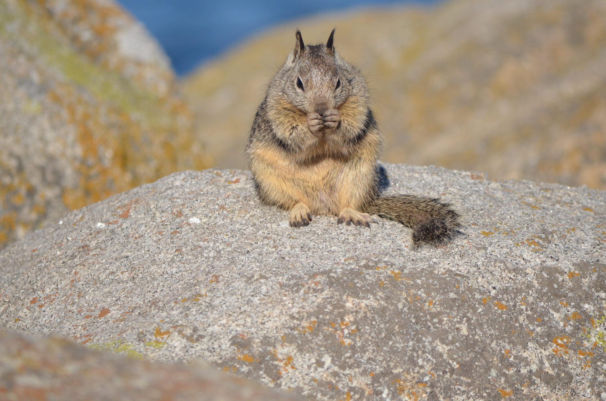 la piedra tipica de tenerife