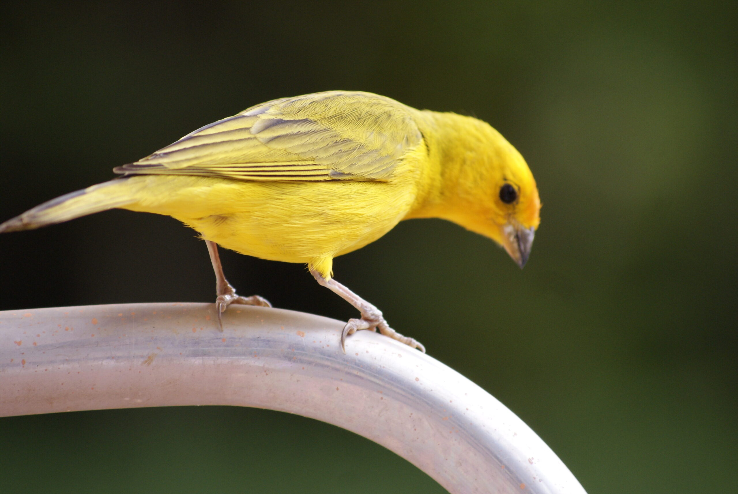solicitar el bono de residente canario en tenerife gratis